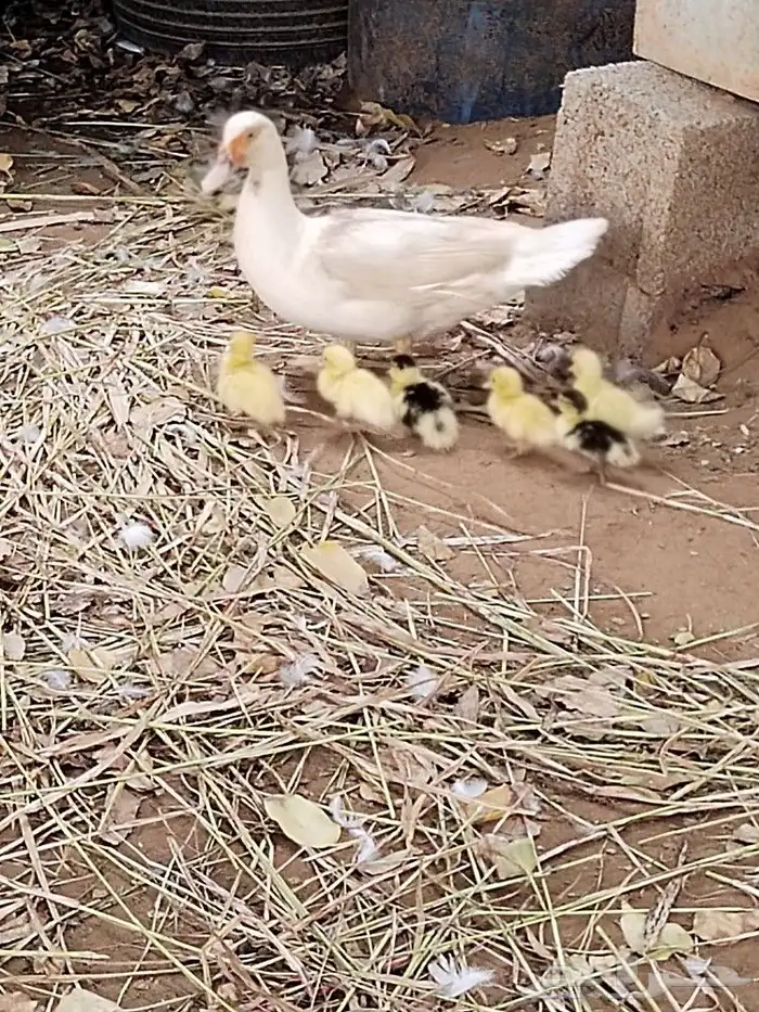 بط بلدي للبيع 2