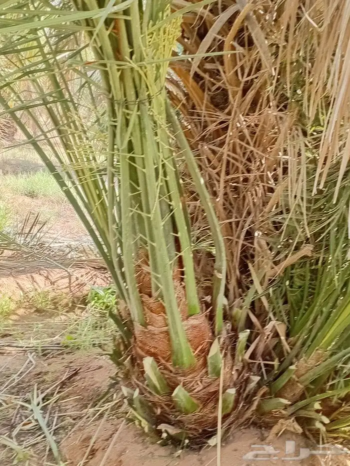 يوجد الدنيا جميع أنواع النخيل 5