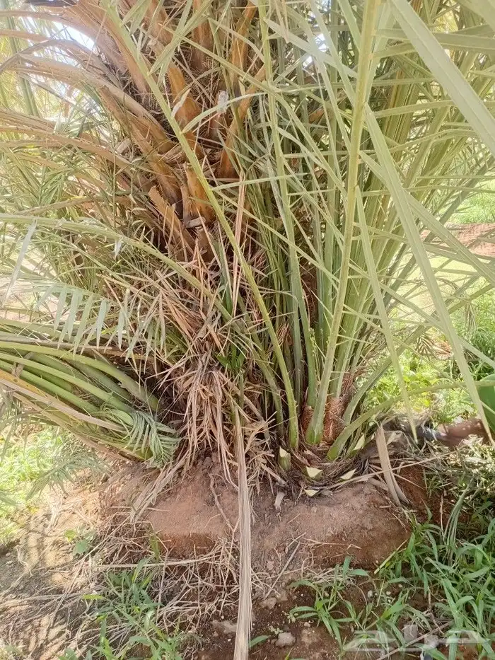 يوجد الدنيا جميع أنواع النخيل 1