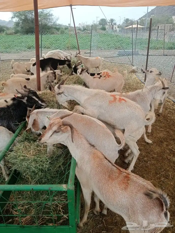 موقعنا الباحة الرياض تبوك الخرج 25