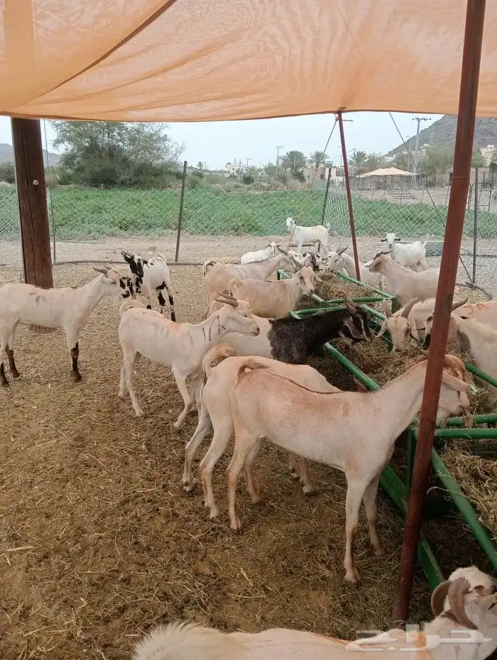 موقعنا الباحة الرياض تبوك الخرج 13