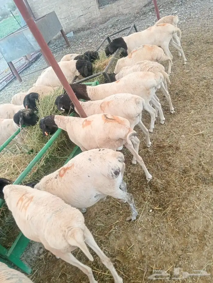 موقعنا الباحة الرياض تبوك الخرج 27