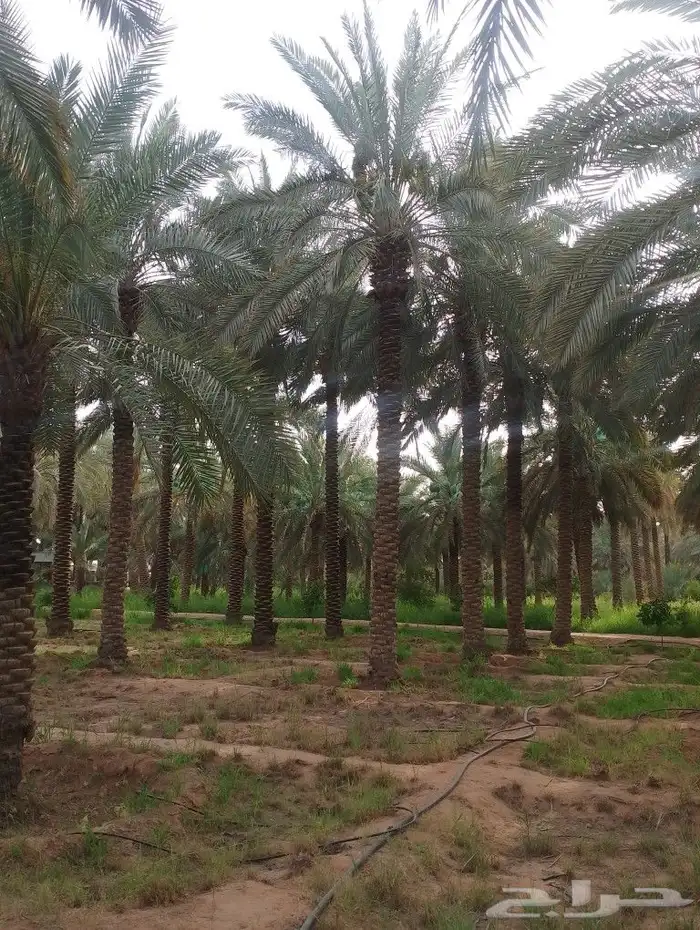 نخيل عربي نخيل واشنطني اشجار الزيتون والزينه 1