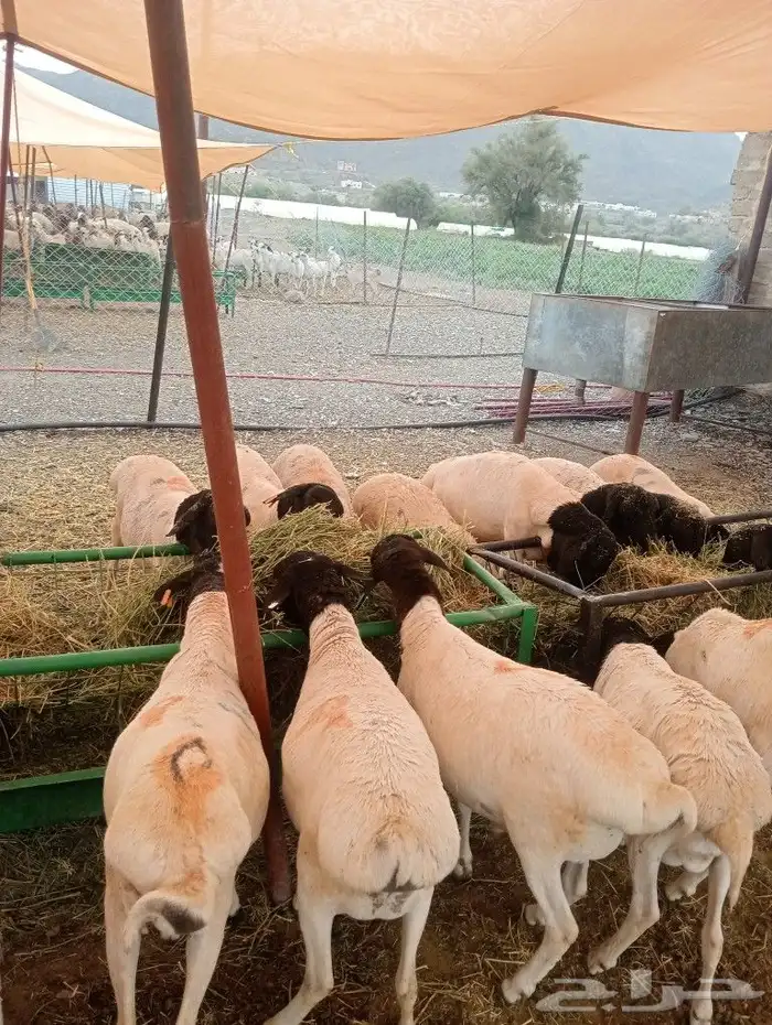 موقعنا الباحة الرياض تبوك الخرج 23