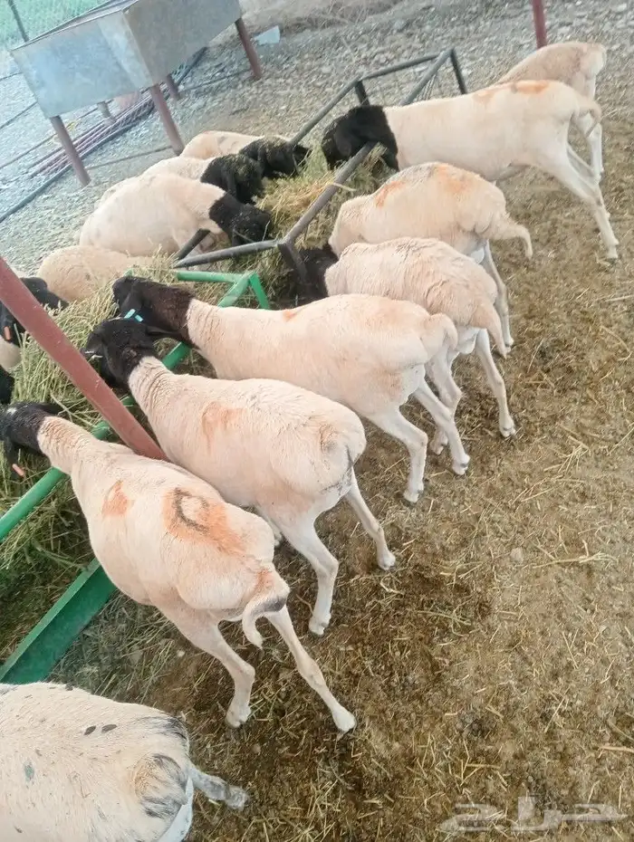 موقعنا الباحة الرياض تبوك الخرج 28