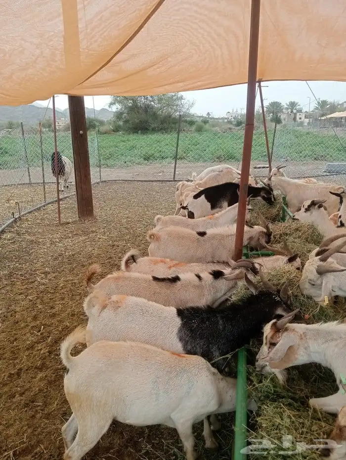 موقعنا الباحة الرياض تبوك الخرج 20
