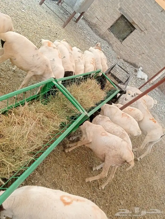 موقعنا الباحة الرياض تبوك الخرج 9