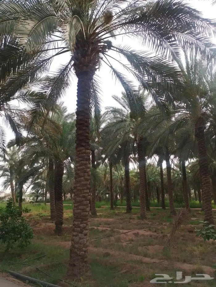 نخيل عربي نخيل واشنطني اشجار الزيتون والزينه 0