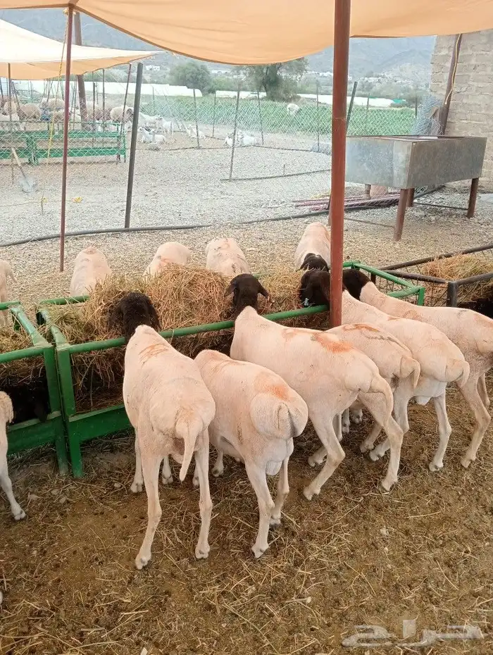 موقعنا الباحة الرياض تبوك الخرج 19