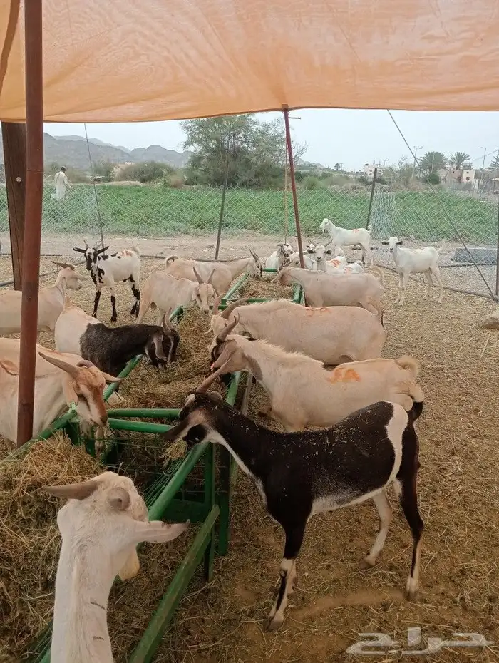 موقعنا الباحة الرياض تبوك الخرج 14