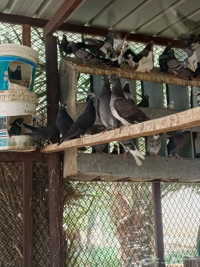 حمام قطيفى 30جوز 3