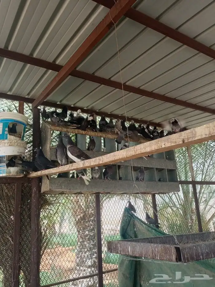 حمام قطيفى 30جوز 1