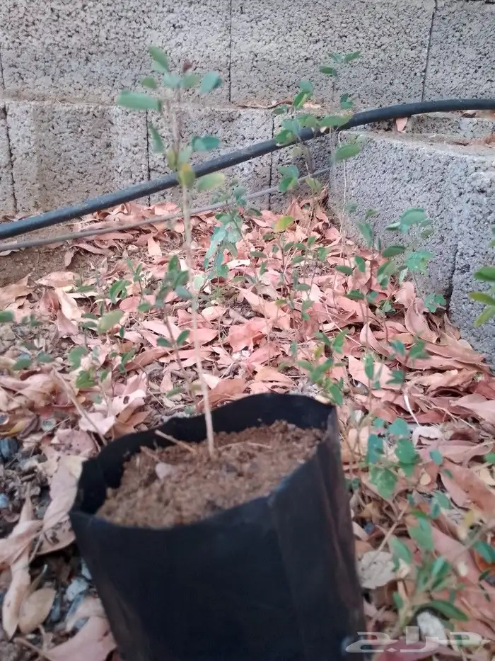 شتلات لوز هندي 1