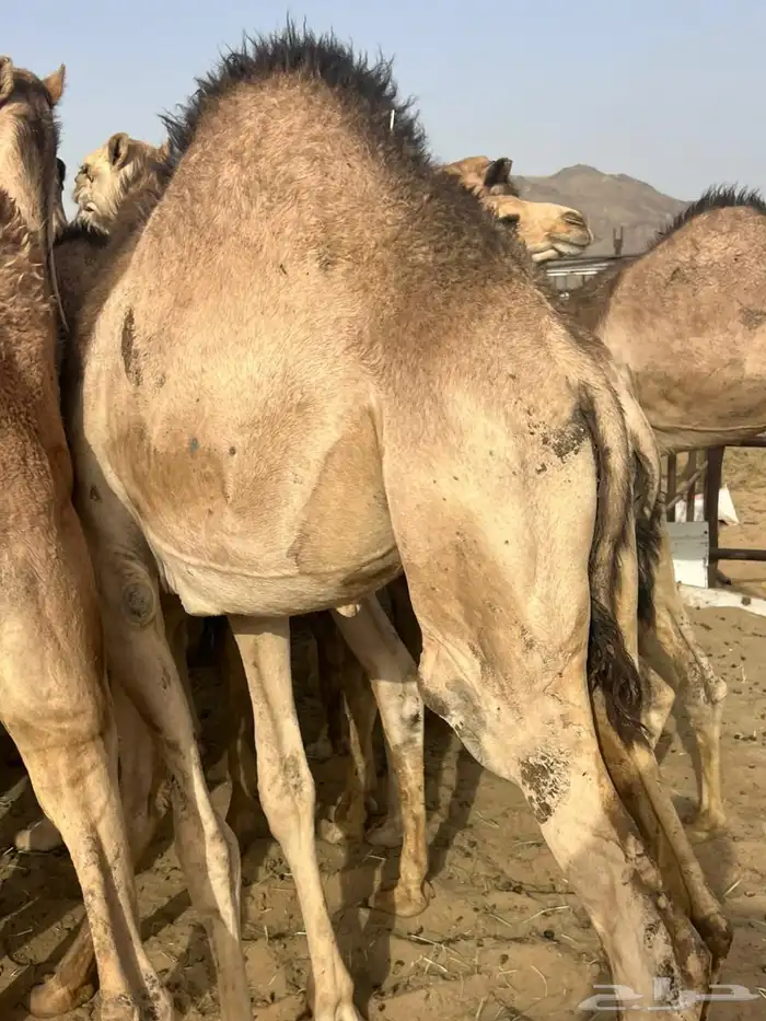 قعدان مفاريد فل شحم للبيع الموقع نجران الحد 5500 2