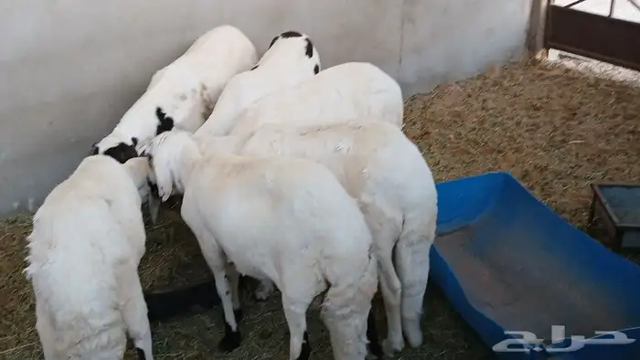 6سواكني مرباء 4شهر جذعان تضحي شرط 3