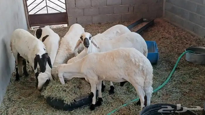 6سواكني مرباء 4شهر جذعان تضحي شرط 5