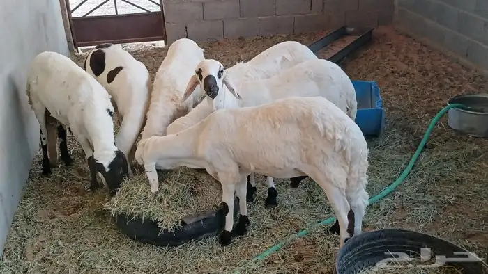 6سواكني مرباء 4شهر جذعان تضحي شرط 4