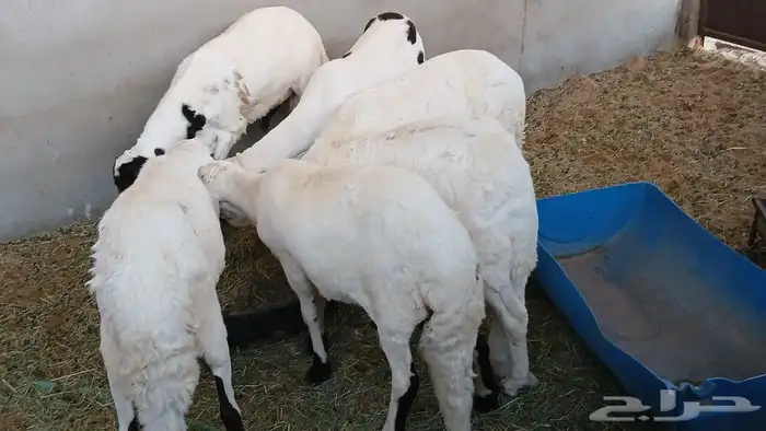 6سواكني مرباء 4شهر جذعان تضحي شرط 2