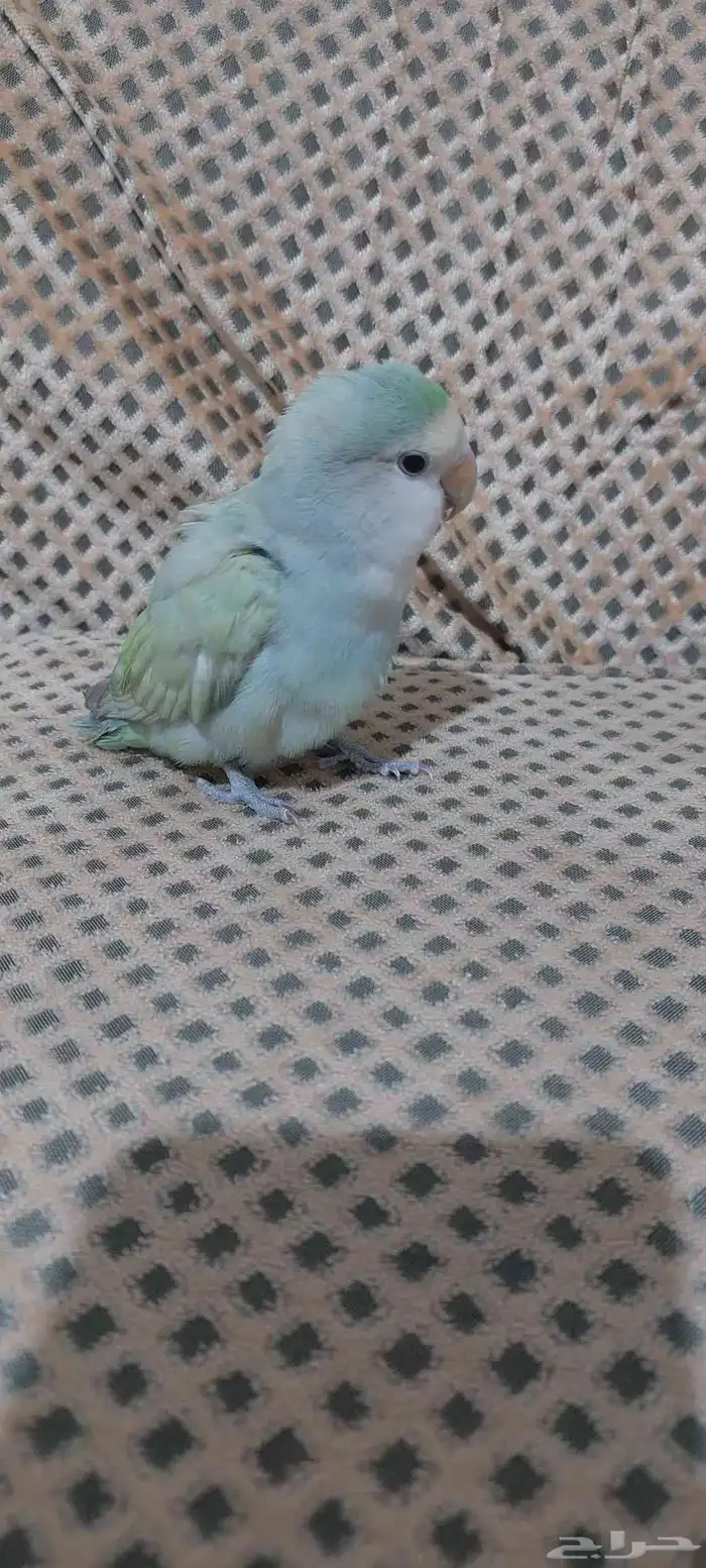 روز غير اليف فرخ 3