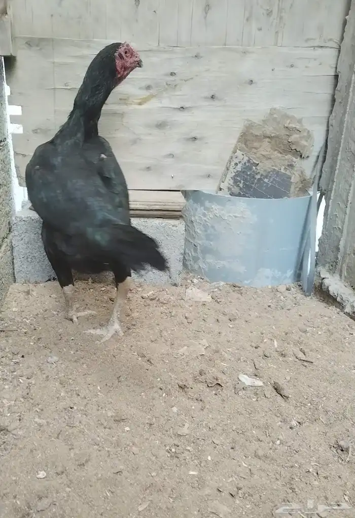دجاج دجاجة باكستاني 1