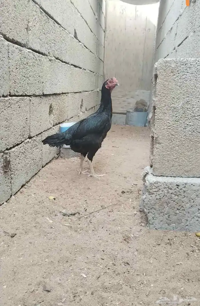 دجاج دجاجة باكستاني 6