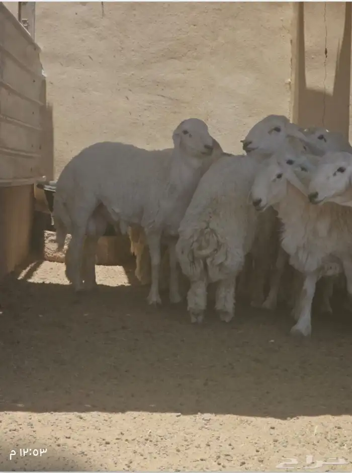 طليان اضااحي حريه ناااهيه 14