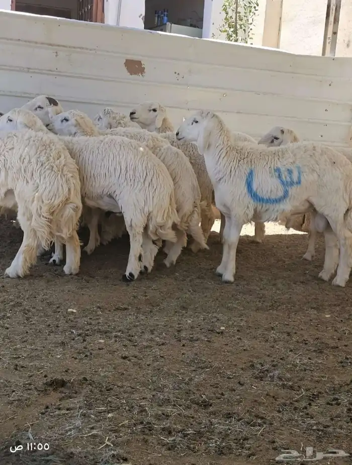 طليان اضااحي حريه ناااهيه 11