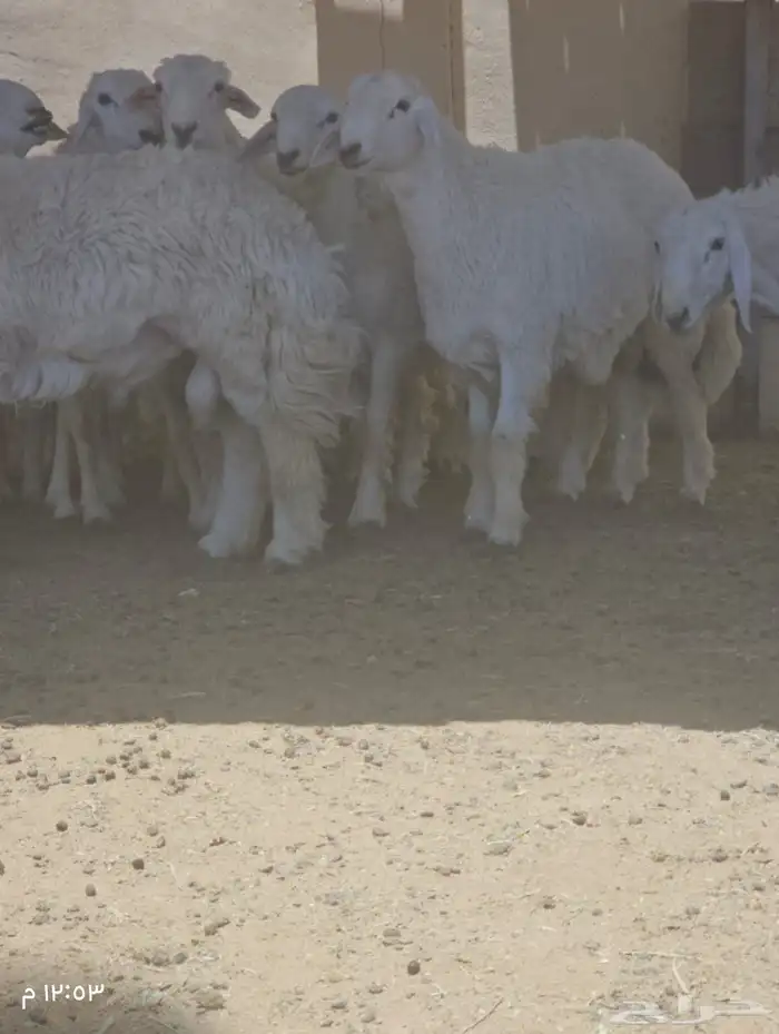 طليان اضااحي حريه ناااهيه 13