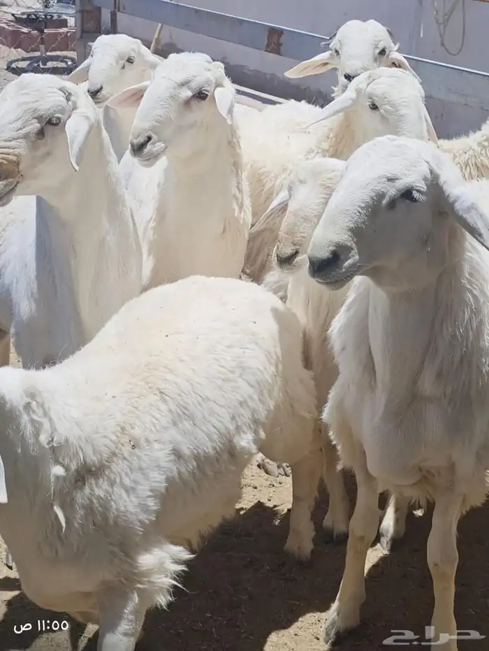 طليان اضااحي حريه ناااهيه 12