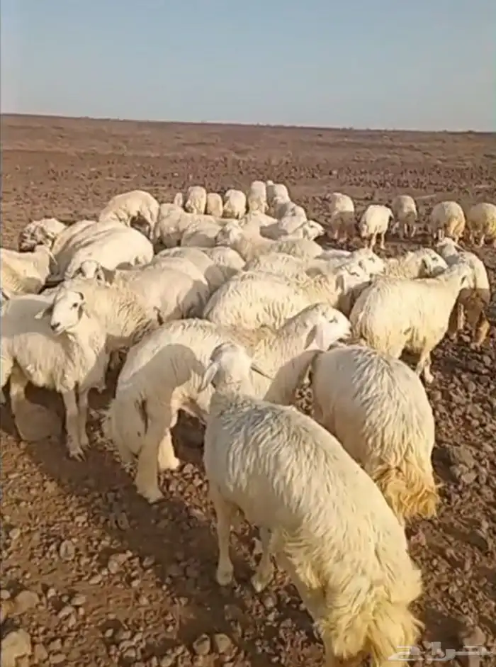 ذبايح حري سواكني تيوس زواجات عقيقه شاهد التقييمات 0