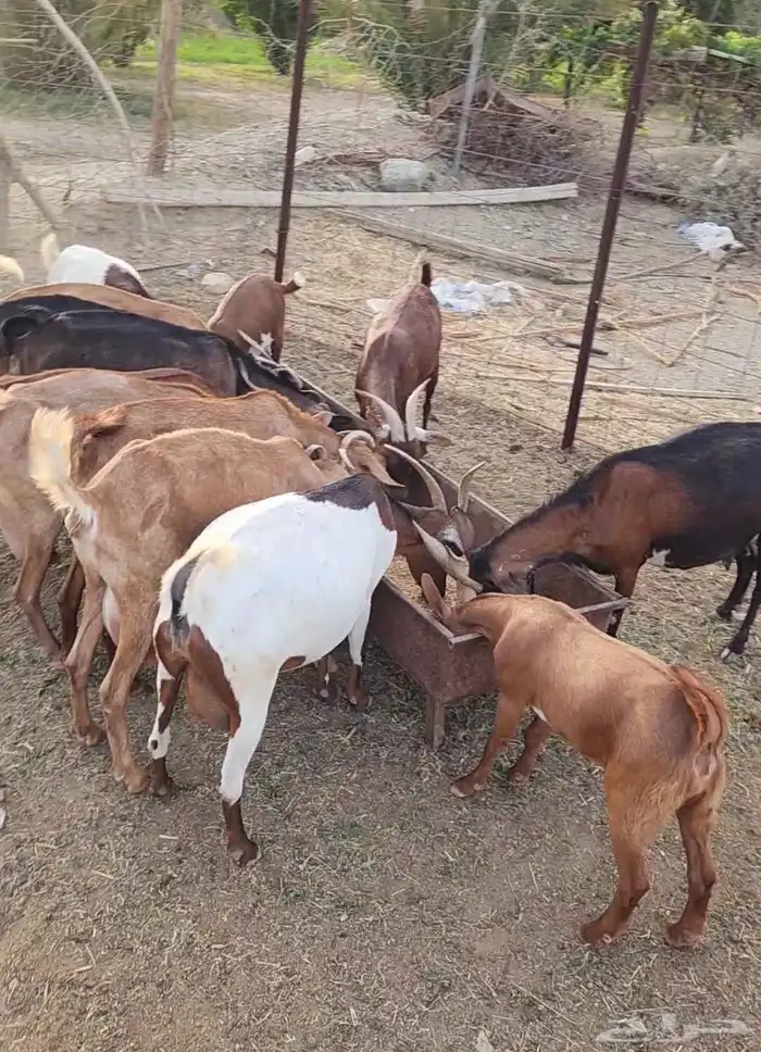 معزا تم البيع 4