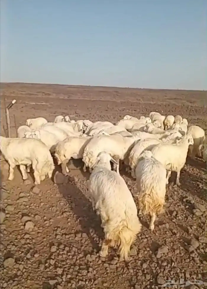 ذبايح حري سواكني طيبات مسلخ بالموقع شاهد تقييمات 2