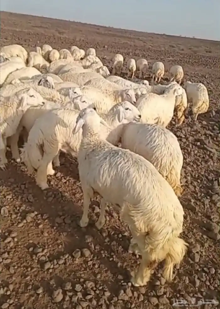 ذبايح حري سواكني طيبات مسلخ بالموقع شاهد تقييمات 0