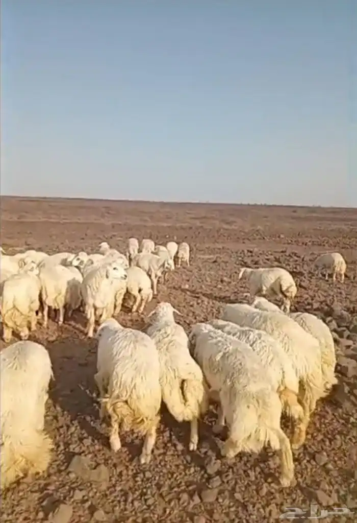 ذبايح حري سواكني تيوس زواجات عقيقه شاهد التقييمات 1