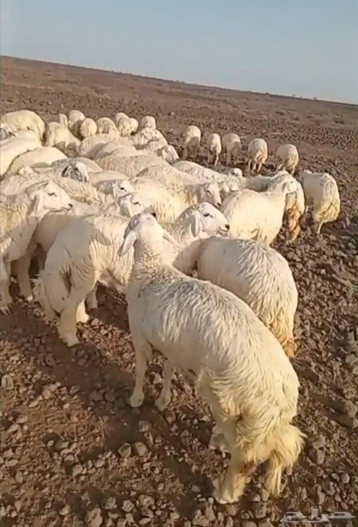 ذبايح حري سواكني تيوس زواج عقيقه صدقه مناسبه شاهد تقييمات 0