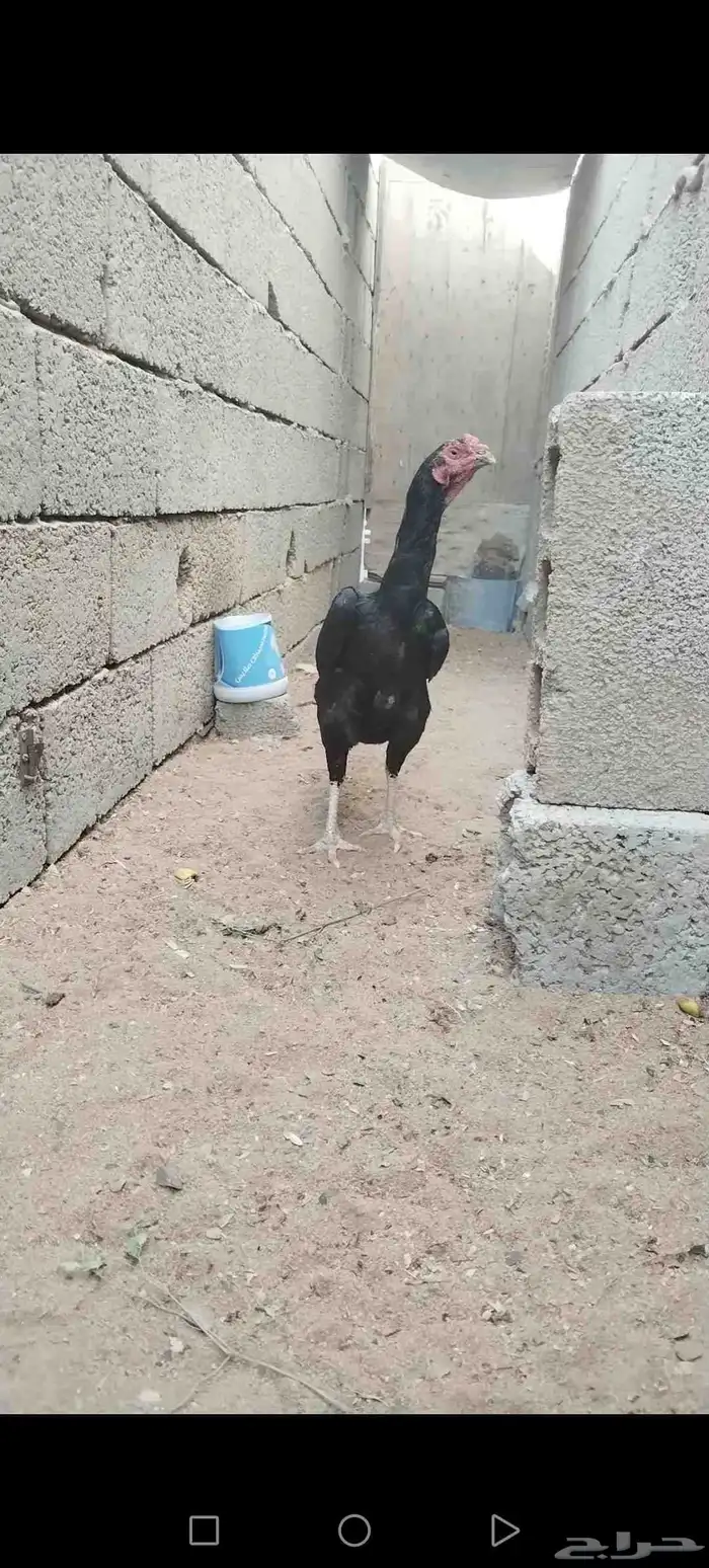 دجاج دجاجة باكستاني 3