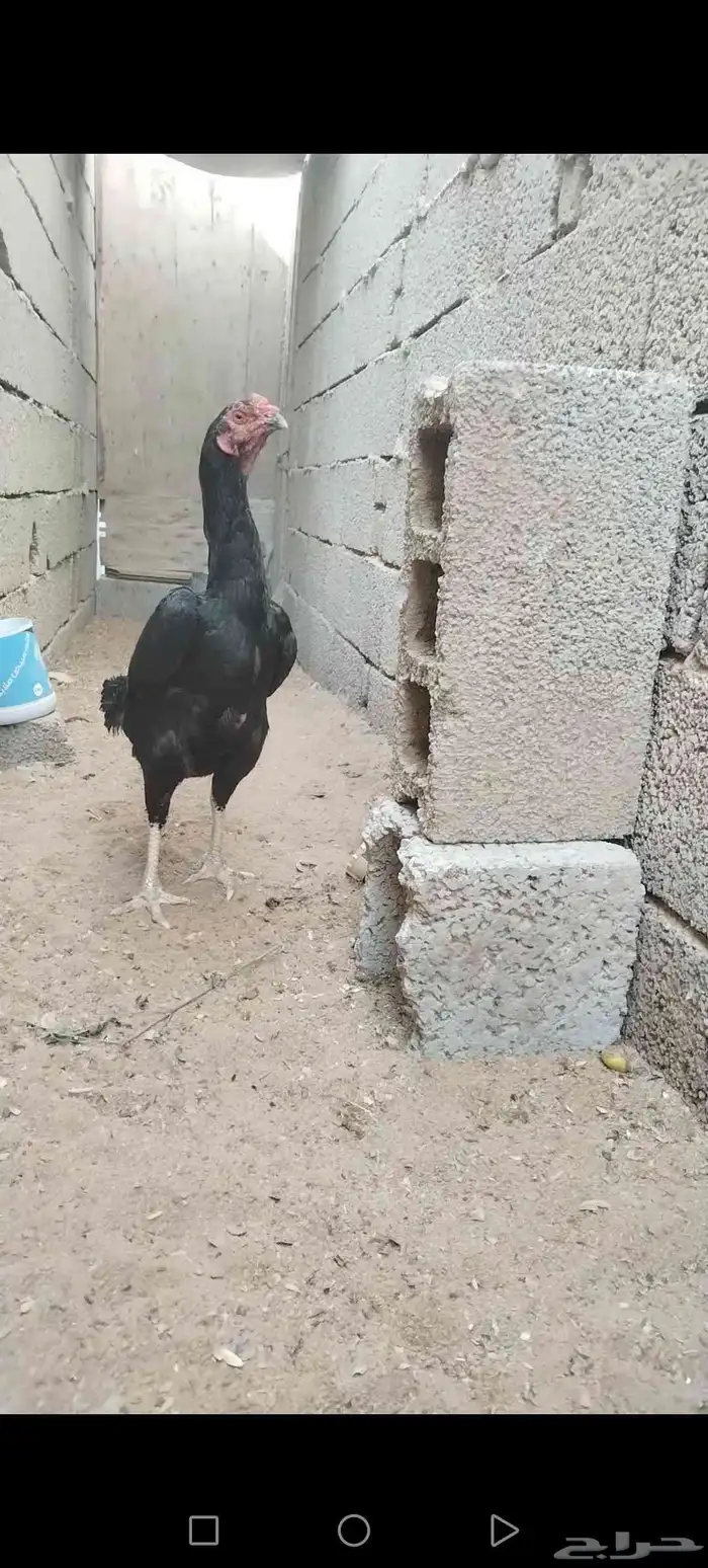 دجاج دجاجة باكستاني 2