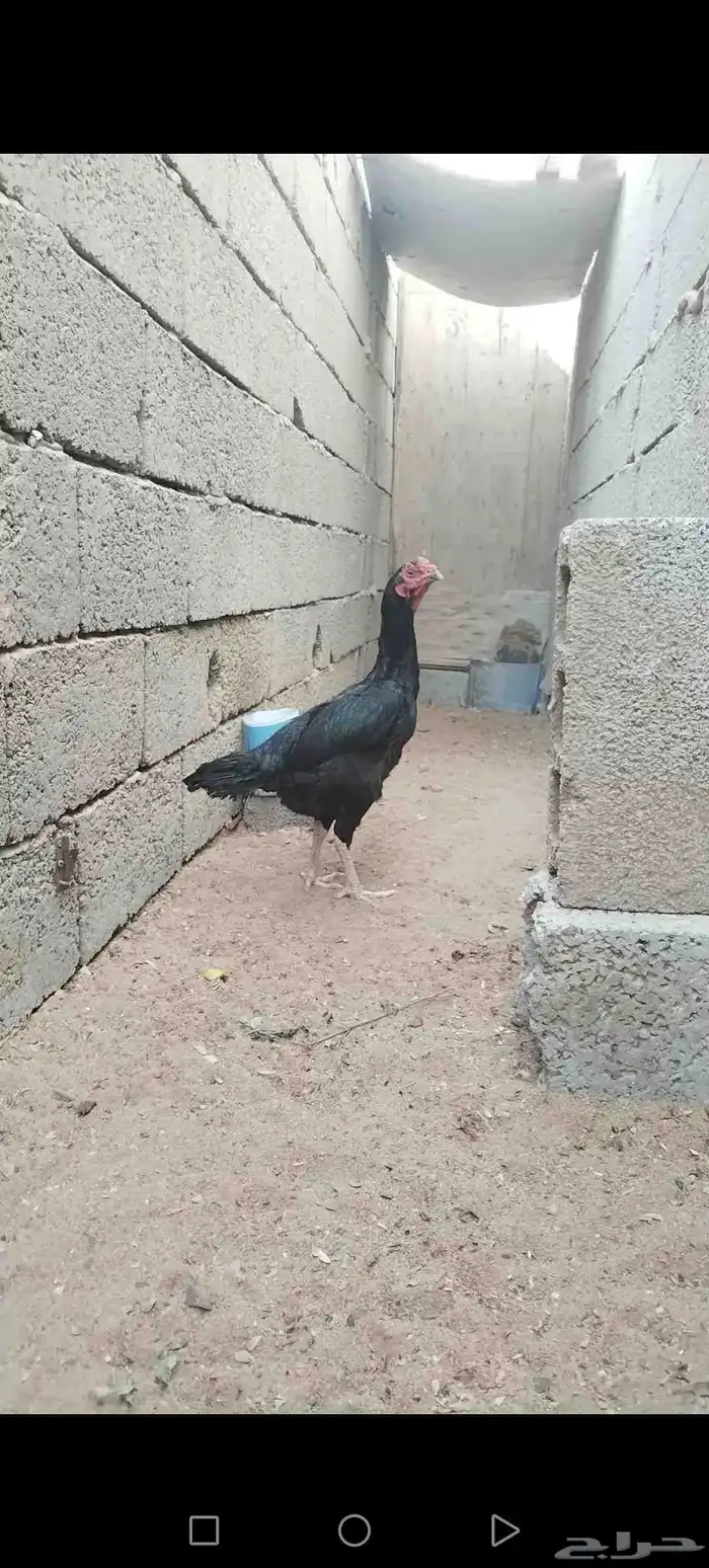 دجاج دجاجة باكستاني 4