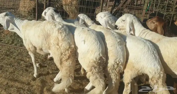 ذبايح حري سواكني طيبات مسلخ بالموقع شاهد تقييمات 8