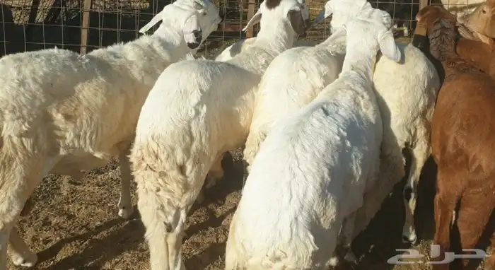 ذبايح حري سواكني طيبات مسلخ بالموقع شاهد تقييمات 9