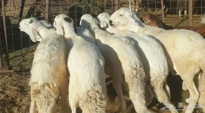 ذبايح حري سواكني طيبات مسلخ بالموقع شاهد تقييمات 7