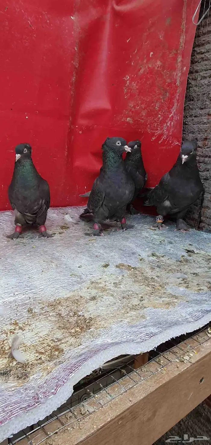 حمام تركي طحيني 6