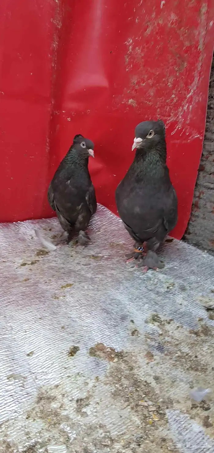 حمام تركي طحيني 1