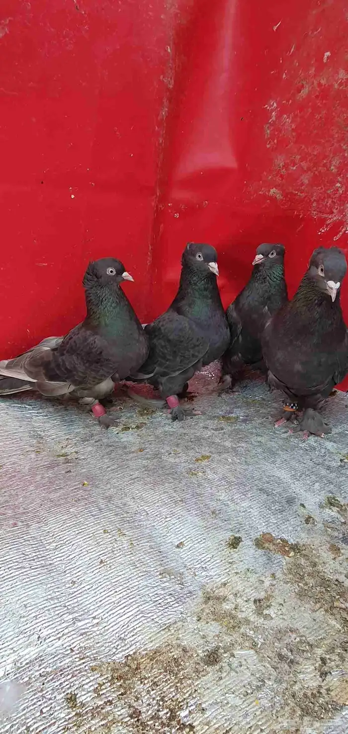 حمام تركي طحيني 2