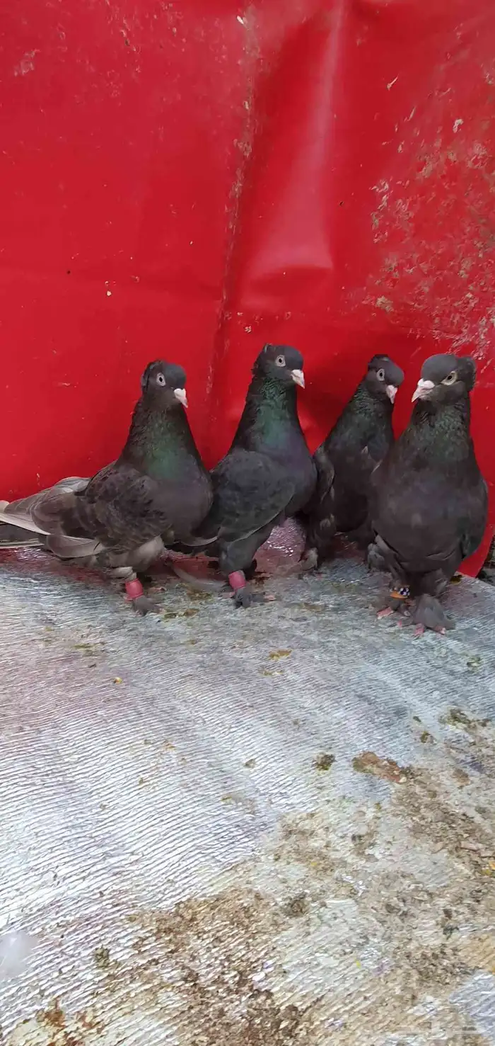 حمام تركي طحيني 3