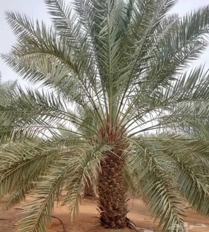 يوجد لدينا جميع انواع النخيل المثمرة وزينه 2