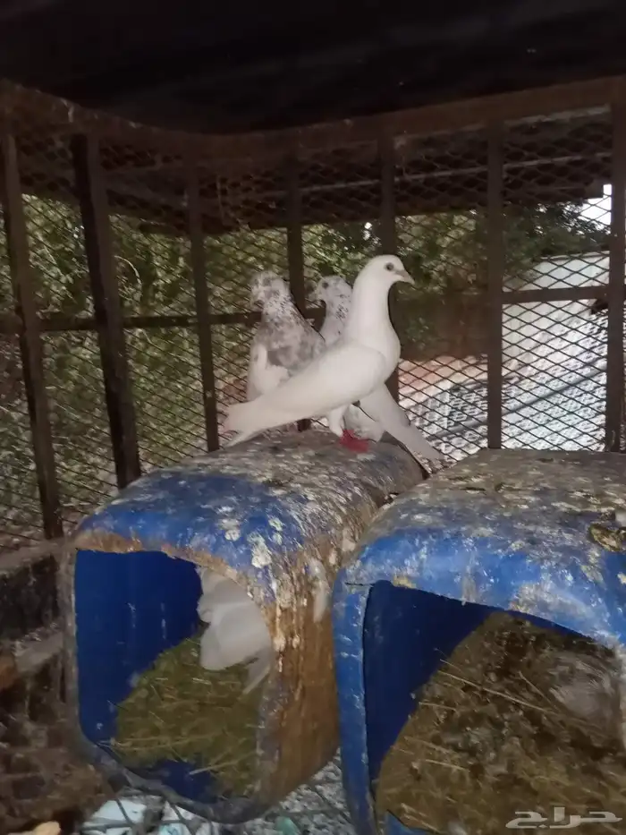 حمام رقص و باكستان 1