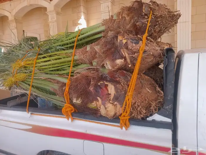 يوجد لدينا جميع انواع النخيل المثمرة وزينه 6