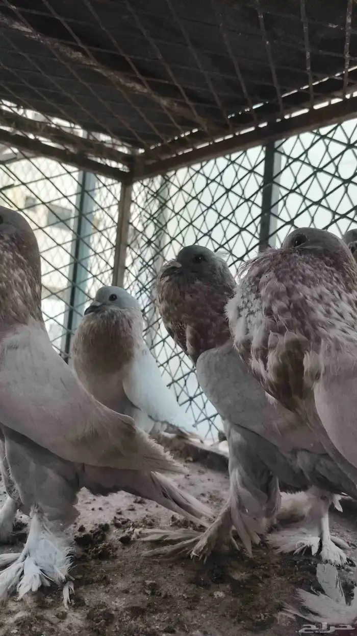 نفاخات ذكور للبيع 1
