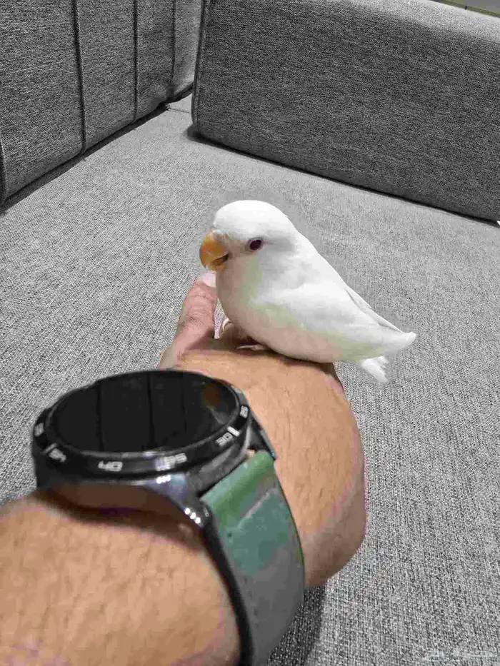 فرخ روز البينو تم البيع 1